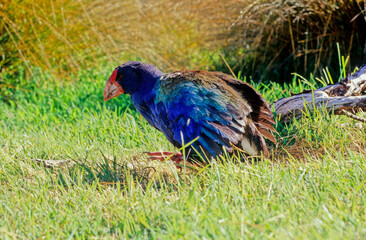 South Island takahē