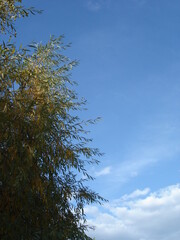 sky and tree, abstract natural background frame with copy space, wallpaper, banner 