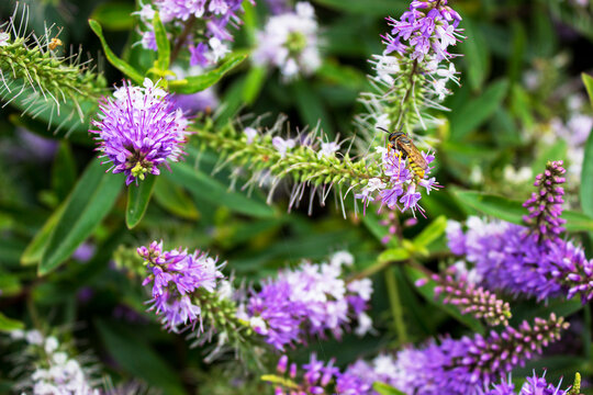 Veronica plant with a European wasp perched on one of its flowers, nature care concept.