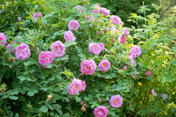 Round circle bush of wild pink rose in the garden in sunny summer day - a lots of flowers 