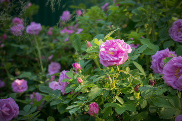 Lonely pink rose on the background of rose bushes in the sunshine 
