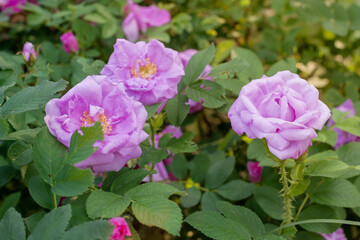 Three young tender pink Roses in green lush in sunshine at sunset