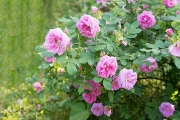 summer pink rose bush in greenery of garden
