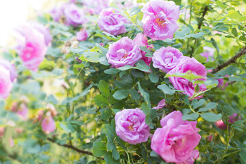 a branch of blooming pink rose hips roses close up selective focus