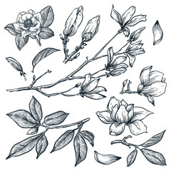 Magnolia blooming branch vector hand drawn sketch illustration. Beautiful spring plants and flowers © Qualit Design