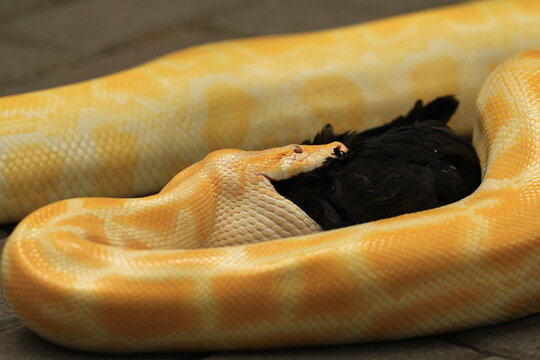 Yellow Python (Burmese Python) Take Lunch
