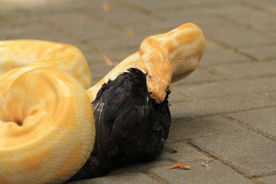 Yellow Python (Burmese Python) Take Lunch