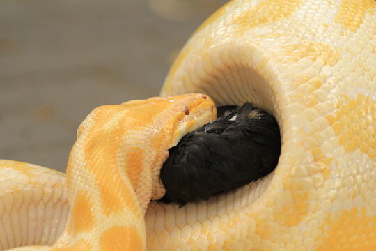 Yellow Python (Burmese Python) Take Lunch
