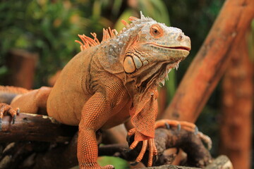 Orange Iguana
