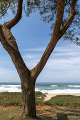 São Francisco do Sul, Santa Catarina, Brasil: Praia no litoral Catarinense 