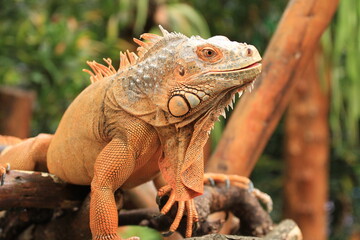 Orange Iguana