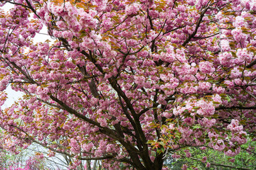 Beautiful Sakura flowers during spring season in the park. Floral pattern texture. Nature floral background. Spring season