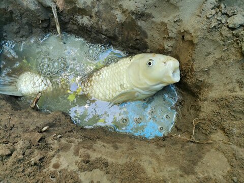 Dig A Grave For The Dead Carp
