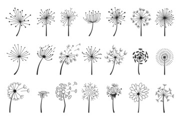 Hand drawn dandelions with flying seeds, dandelion flower heads. Abstract blowball flowers doodle silhouette, spring blossoms vector set. Illustration of fluffy blossom meadow - obrazy, fototapety, plakaty