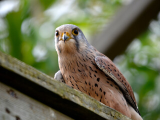 European kestrel (Falco tinnunculus) is also known as the Eurasian kestrel, or Old World kestrel, perched on a wood roof