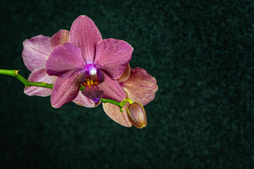 Flowers of rare burgundy or deep purple Phalaenopsis Destiny orchid or purple moth orchid, Phal orchid against blurred dark background. Selective focus. Close-up. Nature concept for design.