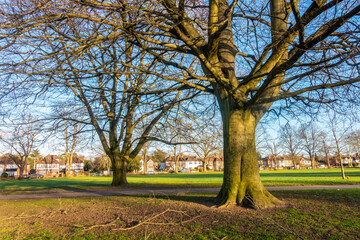 A tree lined path on a winter's day in February in Prospect Park in Tilehurst, Reading, England....