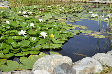 Water lilies. Pond in the garden. 