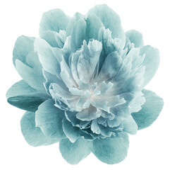 Peony turquoise   flower isolated on a white background. Close-up. For design. Nature.