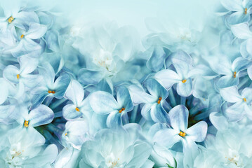 Floral spring background. Lilac bouquet  turquoise  flower petals. Close-up. Nature. Lilac bunch.