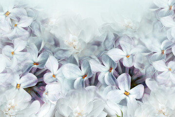 Floral spring background. Lilac bouquet  white-purple  flower petals. Close-up. Nature. Lilac bunch.