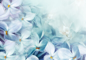 Floral spring background. Lilac bouquet, turquoise flowers and  petals. Close-up. Nature. Lilac bunch.