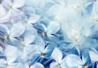 Floral spring background. Lilac bouquet, blue  flowers and  petals. Close-up. Nature. Lilac bunch.