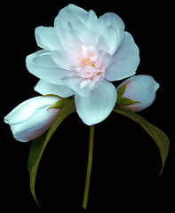 Fototapeta na wymiar Turquoise jasmine flower isolated on black background with clipping path. Closeup. For design. Nature.