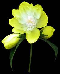 Obraz premium Yellow jasmine flower isolated on black background with clipping path. Closeup. For design. Nature.