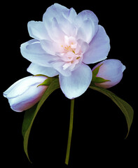 Blue   jasmine flower  isolated  on black  background with clipping path. Closeup. For design. Nature.