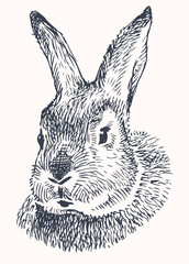 Hand drawing of head cute domestic rabbit