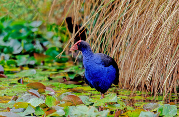 Australasian swamphen