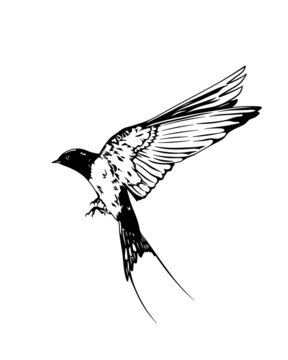 Black and white drawn swallow. Isolated swallow illustration. The bird is a symbol of peace and freedom.