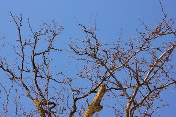 branches of a tree