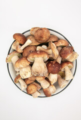Beautiful fresh porcini mushrooms  in metal basin on dark background isolated season healthy food 