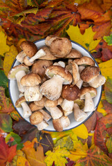 Beautiful fresh porcini mushrooms  in metal basin on dark background isolated season healthy food 