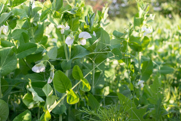 Fototapeta premium Green Pea plant bloom in the garden
