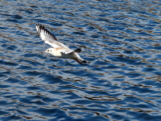 Seagulls in flight over a pond