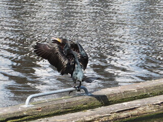 black bird in a pond