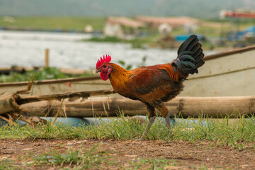 Fototapeta na wymiar rooster in the yard