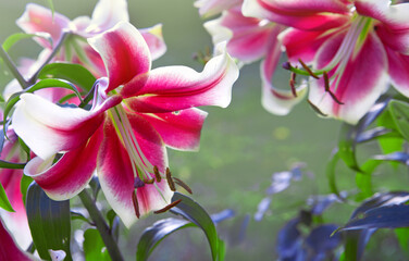 Colorful lily flowers isolated om green background.