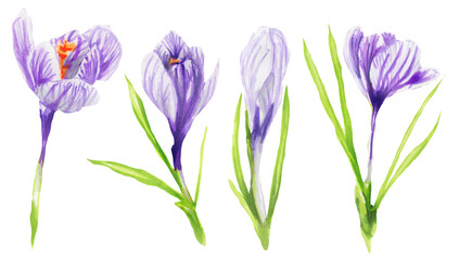 Spring violet crocuses on white. Cute hand drawn Crocus flower  illustration watercolor. Set of Saffron  flowers. botanical painting.