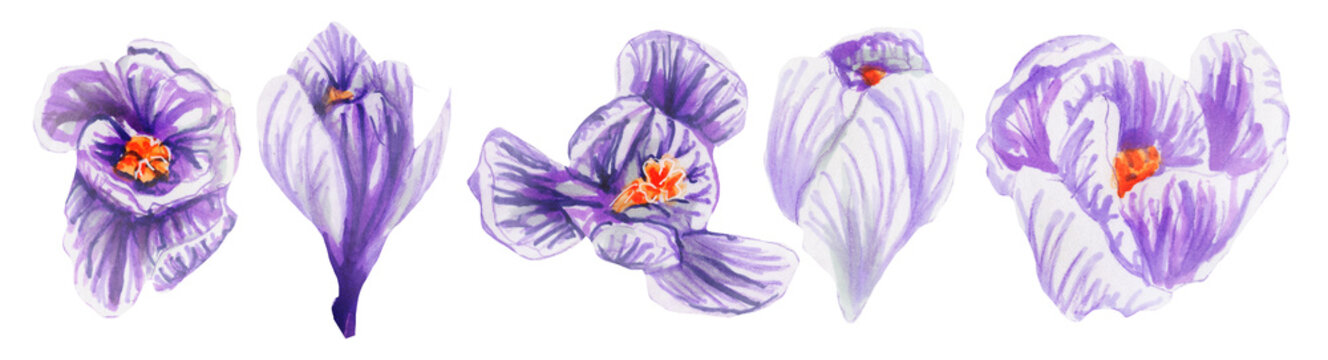 Horizontal frieze  Spring violet crocuses on white. Cute hand drawn Crocus flower  illustration watercolor. Set of Saffron  flowers. botanical painting. Clipart