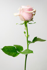 Pink fresh rose, grunge background