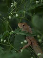 Oriental garden lizard on green plant