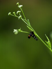 small bug on a leaf