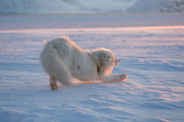 Lis polarny -  arktyczna słodycz nie tylko ołudniowego Spitsbergenu - obrazy, fototapety, plakaty