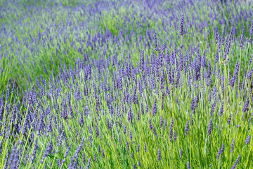 Fototapeta premium A big beautiful lavender field. Summer meadow with violet flowers. Blossom on the summer day