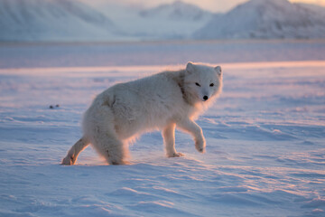 Fototapeta Lis polarny -  arktyczna słodycz nie tylko ołudniowego Spitsbergenu obraz