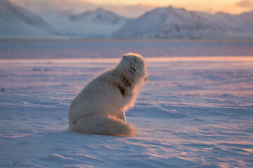 Lis polarny -  arktyczna słodycz nie tylko ołudniowego Spitsbergenu - obrazy, fototapety, plakaty